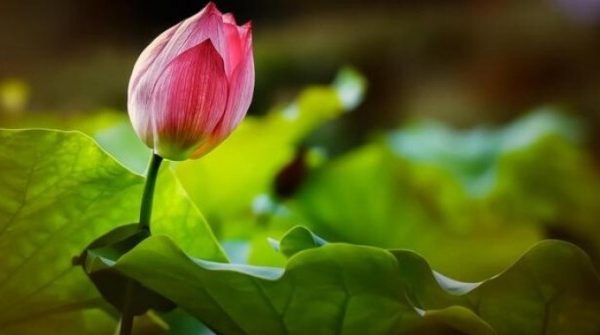 Dù giàu hay nghèo, 3 chữ "không" suốt đời phải luôn ghi nhớ 1756684100 445 thumbnail width740height495 anh cat 3 2 auto cropjpg