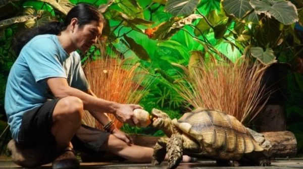 Người đàn ông ở Hà Nội nuôi thú cưng 'khổng lồ', mỗi bữa tốn vài cân thức ăn 1758415816 895 thumbnail width740height495 anh cat 3 2 auto cropjpg