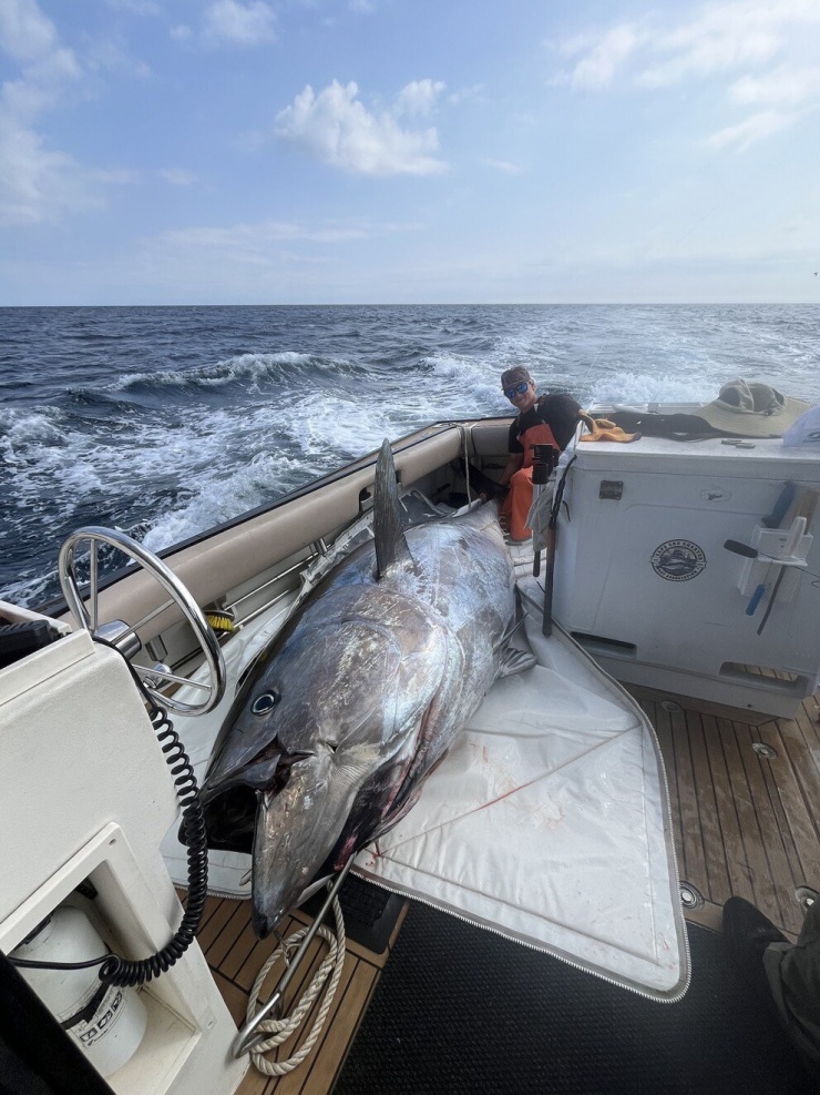 1758587187-can-thu-cau-duoc-con-ca-khong-lo-nang-453kg-tren-bien2-0659-width990height1320 Cần thủ câu được con cá khổng lồ nặng 453kg trên biển - 2