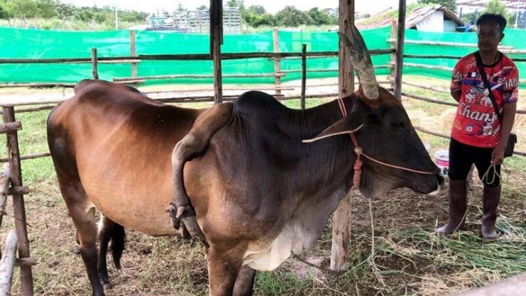 Con bò 5 chân được trả 826 triệu đồng, người đàn ông từ chối bán - 2