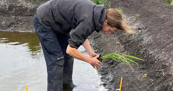 Lần đầu tiên nước Anh trồng được lúa 1759127713205229501902 1759129097580 17591290980081348253000 0 0 776 1242 crop 17591291115781570069763jpg