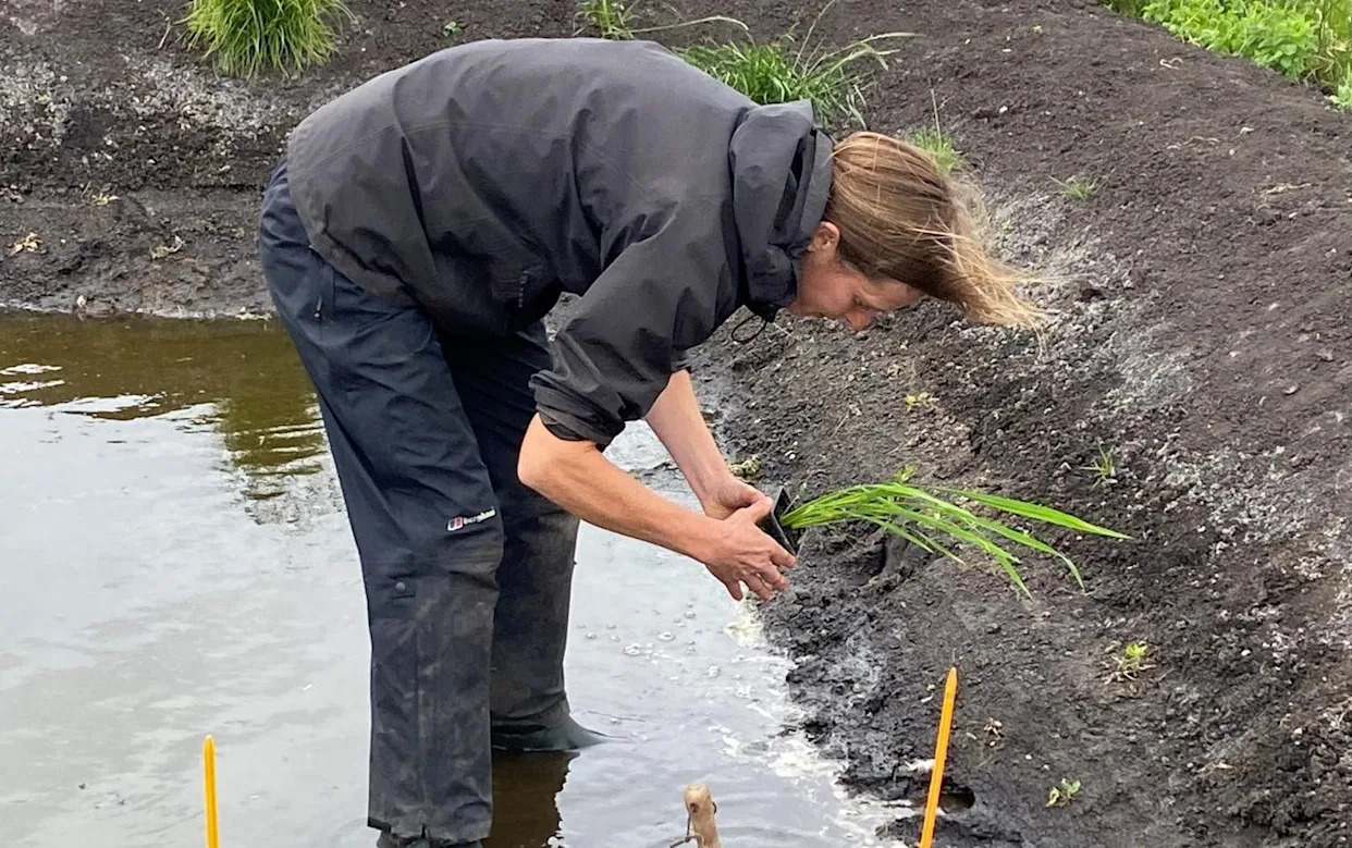 Lần đầu tiên nước Anh trồng được lúa- Ảnh 1.
