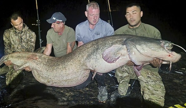 Người đàn ông câu được con cá trê khổng lồ nặng 117kg, dài gần 3m- Ảnh 2. Người đàn ông câu được con cá trê khổng lồ nặng 117kg, dài gần 3m- Ảnh 2.