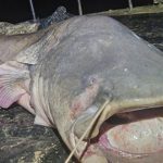 Người đàn ông câu được con cá trê khổng lồ nặng 117kg, dài gần 3m 1761196354380661510936 1761203644013 17612036442881186738491 60 0 436 602 crop 17612036691041084594736jpg