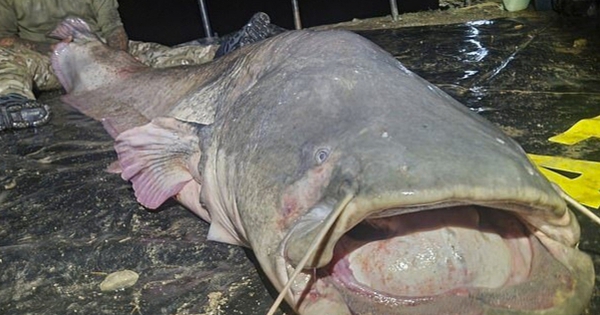 Người đàn ông câu được con cá trê khổng lồ nặng 117kg, dài gần 3m 1761196354380661510936 1761203644013 17612036442881186738491 60 0 436 602 crop 17612036691041084594736jpg