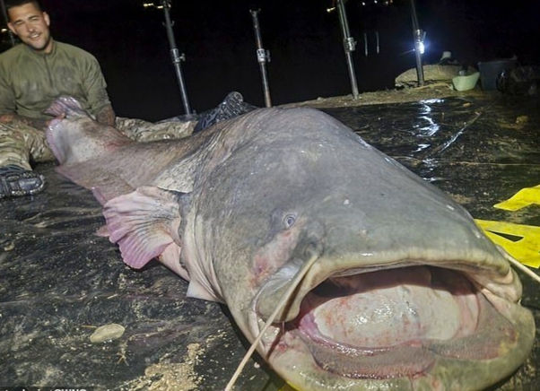 Người đàn ông câu được con cá trê khổng lồ nặng 117kg, dài gần 3m- Ảnh 1. Người đàn ông câu được con cá trê khổng lồ nặng 117kg, dài gần 3m- Ảnh 1.