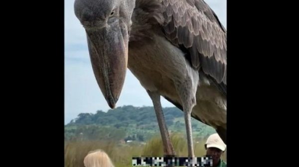 Loài chim khổng lồ giống khủng long bất ngờ xuất hiện trên thuyền ở châu Phi 1762929731 74 thumbnail width740height495 anh cat 3 2 auto cropjpg