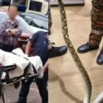 Nữ nhân viên bị trăn dài 2 mét cắn khi đang sử dụng nhà vệ sinh 1764137226 442 thumbnail width740height495 anh cat 3 2 auto cropjpg