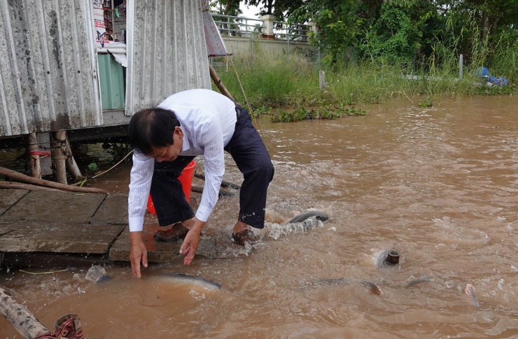 Đàn cá hàng nghìn con rất dạn dĩ, mọi người có thể sờ đầu như
