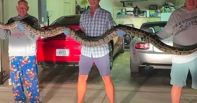 Thấy trăn khổng lồ chắn đường, người đàn ông có pha xử lý bất ngờ 1764465077 632 thumbnail width740height495 anh cat 3 2 auto cropjpg 1