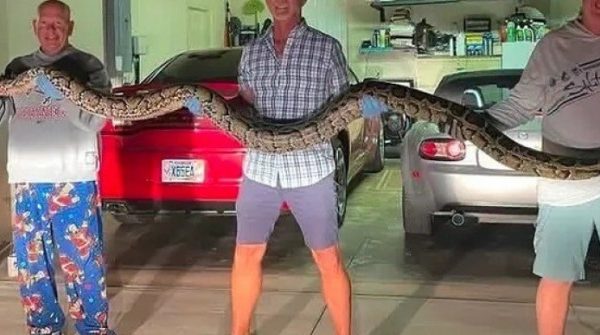 Thấy trăn khổng lồ chắn đường, người đàn ông có pha xử lý bất ngờ 1764465077 632 thumbnail width740height495 anh cat 3 2 auto cropjpg