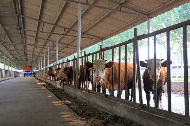 Bỏ tiền tỷ vào app tài chính lừa đảo, nhà đầu tư cay đắng được trả bằng thịt bò- Ảnh 3.