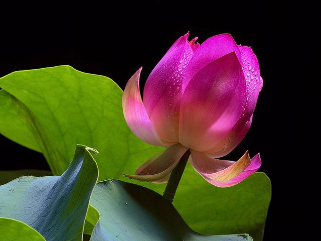 Apple ra mắt iPhone 17 Pro và iPhone 17 Pro Max, phiên bản Pro tiên tiến và mạnh mẽ nhất từ trước đến nay- Ảnh 6.