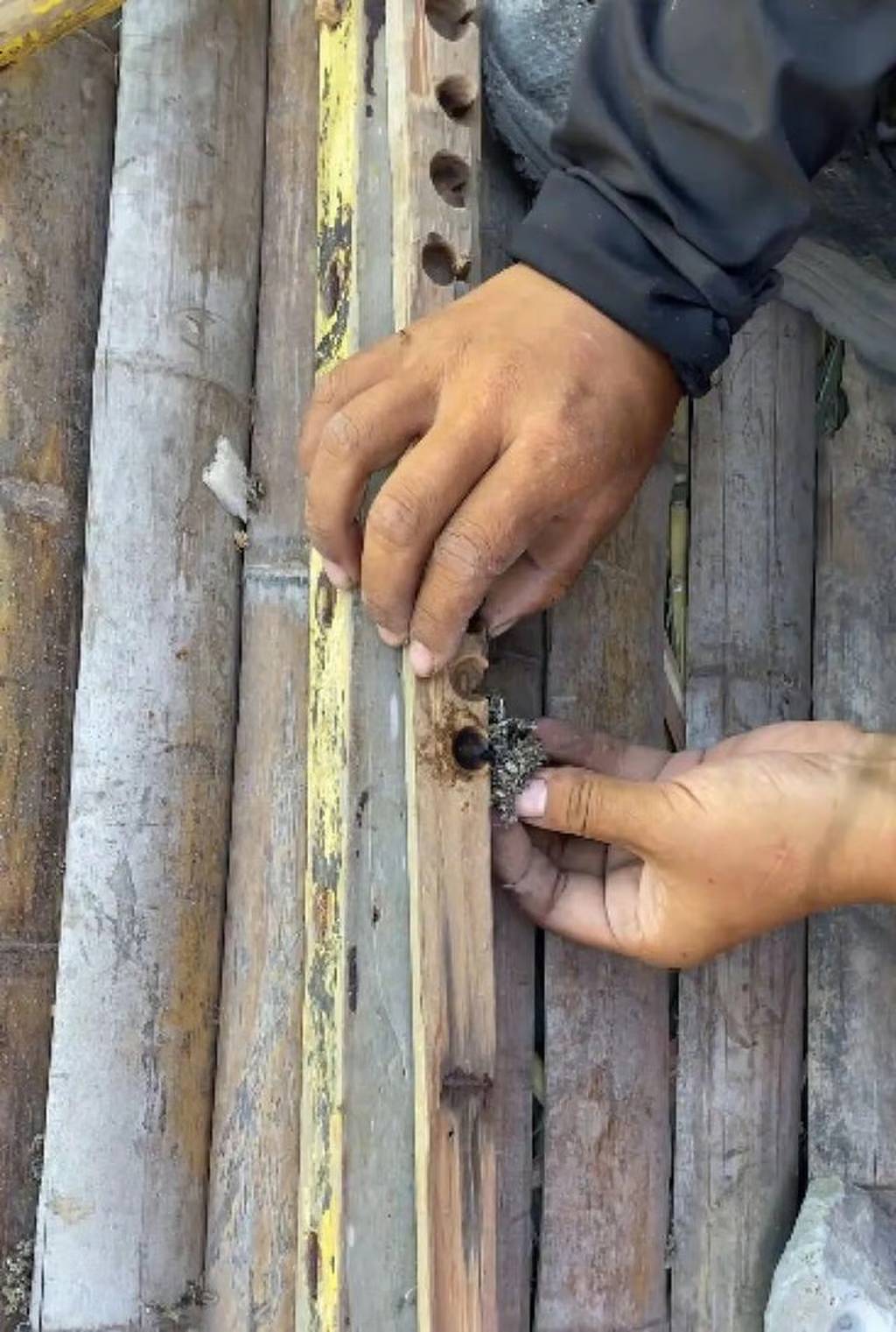 Cô gái 25 tuổi ăn 50 con chuột, giảm 14kg trong 35 ngày- Ảnh 2. Cô gái 25 tuổi ăn 50 con chuột, giảm 14kg trong 35 ngày- Ảnh 2.