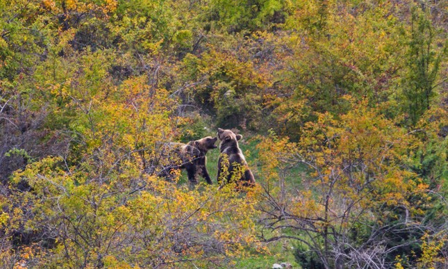 Thị trấn sống chung với gấu hoang- Ảnh 2.