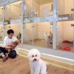 Cày cuốc cả năm để Tết này thú cưng được chăm sóc như VIP, "con sen" không ngại chi đậm! 2025 01 28 081615 1738029913583163357378 1738031327112 1738031327283698758497 37 0 496 735 crop 17380313808411253904193jpg