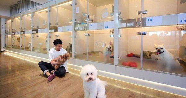 Cày cuốc cả năm để Tết này thú cưng được chăm sóc như VIP, "con sen" không ngại chi đậm! 26 Cày cuốc cả năm để Tết này thú cưng được chăm sóc như VIP, "con sen" không ngại chi đậm! 2025 01 28 081615 1738029913583163357378 1738031327112 1738031327283698758497 37 0 496 735 crop 17380313808411253904193jpg