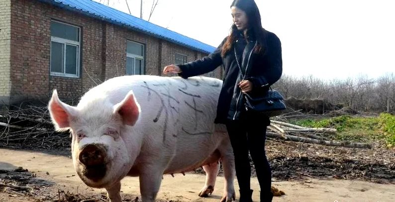 Chuyện lạ ở Trung Quốc: Nông dân nuôi lợn khổng lồ nặng 500kg, bằng một con gấu bắc cực để hy vọng lợi nhuận tăng- Ảnh 3. Chuyện lạ ở Trung Quốc: Nông dân nuôi lợn khổng lồ nặng 500kg, bằng một con gấu bắc cực để hy vọng lợi nhuận tăng- Ảnh 3.