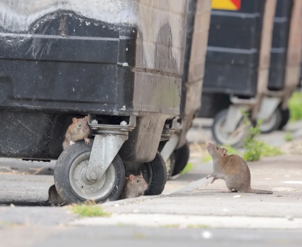 Khó tin: Người dân Anh khốn đốn vì chuột “to bằng mèo”, rác thải tràn lan, cửa nhà không dám mở- Ảnh 3.