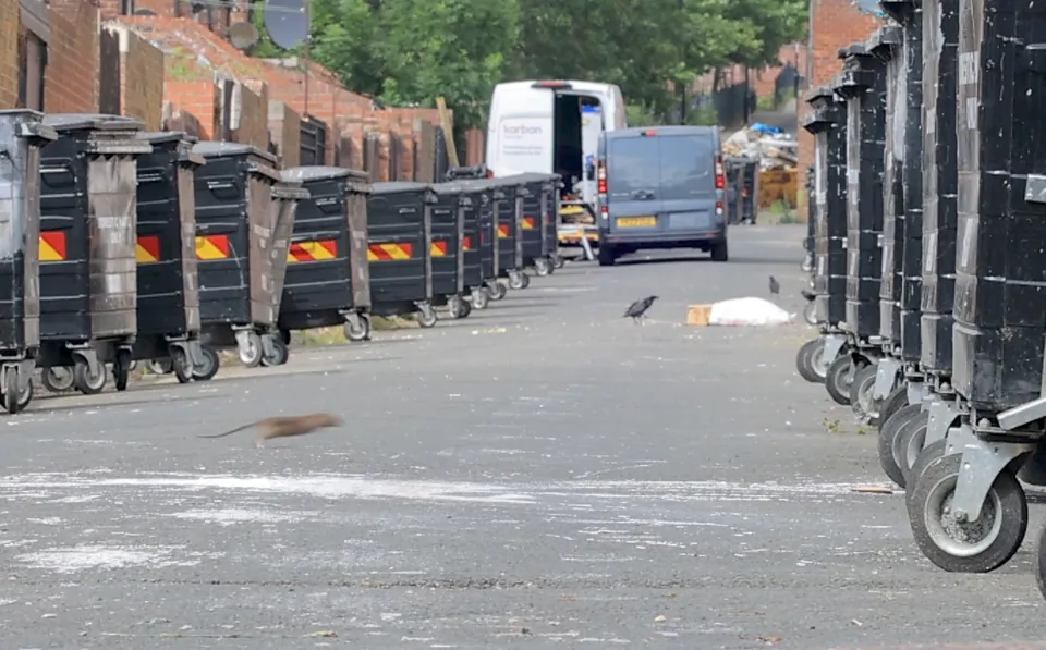 Khó tin: Người dân Anh khốn đốn vì chuột “to bằng mèo”, rác thải tràn lan, cửa nhà không dám mở- Ảnh 1.