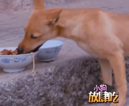 1 sao nam Bố Ơi Mình Đi Đâu Thế gặp nguy hiểm tính mạng- Ảnh 2.