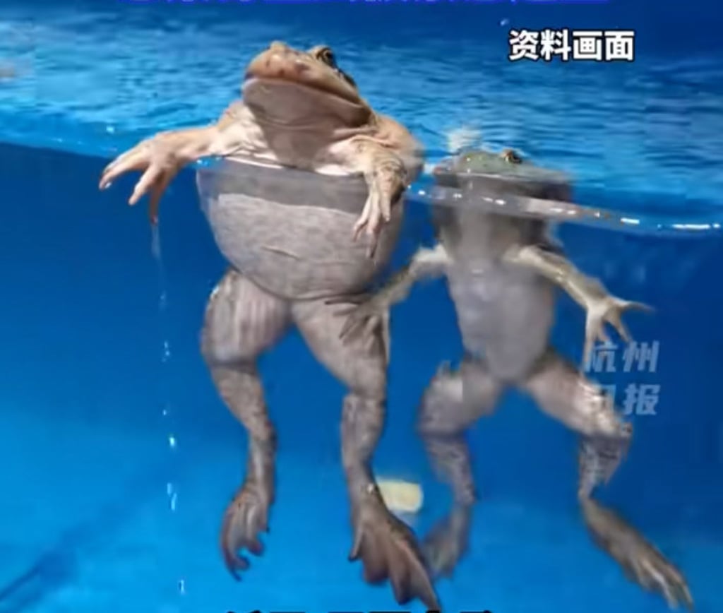 Cụ bà 82 tuổi nuốt 8 con ếch sống- Ảnh 1.