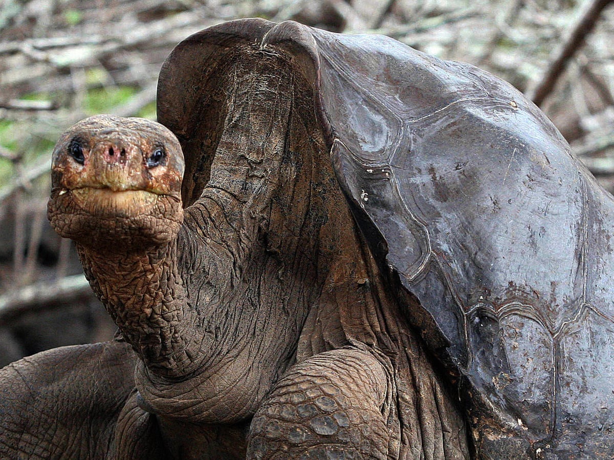 Con vật cô đơn nhất thế giới- Ảnh 1. Con vật cô đơn nhất thế giới- Ảnh 1.