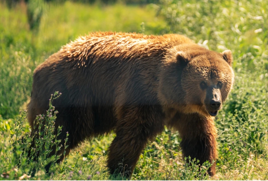 Gấu tấn công học sinh và giáo viên ở Canada, 11 người bị thương- Ảnh 2.