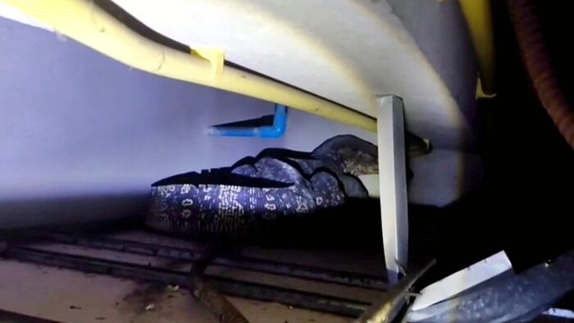 Nghe thấy tiếng động bí ẩn, gia chủ tưởng là chuột nhưng khi trần nhà sụp xuống thì vội gọi cứu hộ- Ảnh 2.