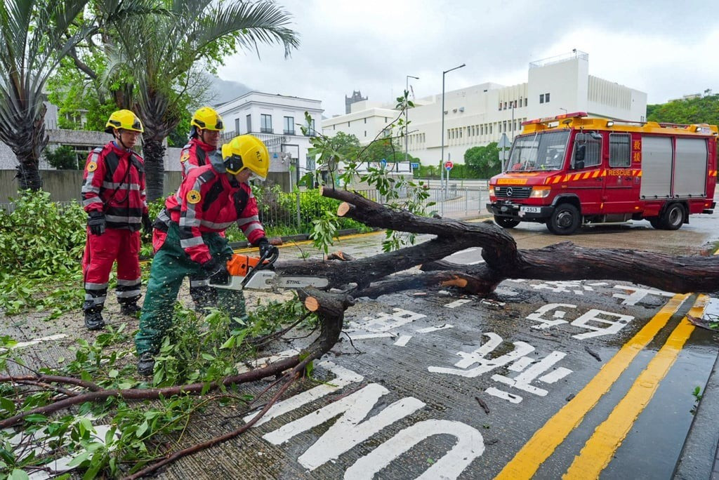 Hàng trăm cây đổ, hàng chục người nhập viện do bão Wipha ở Trung Quốc- Ảnh 2.