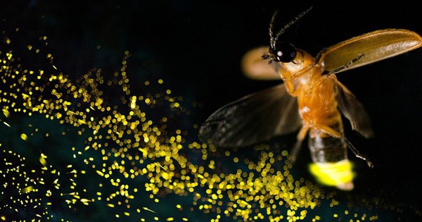 Đom đóm chưa hề tuyệt chủng hoàn toàn và chúng có thể quay trở lại 3 174831465281558023182 0 4 1433 2297 crop 1748314689796705505795 1748315356709 1748315357000924892507 0 0 477 764 crop 17483153798351902036879jpg