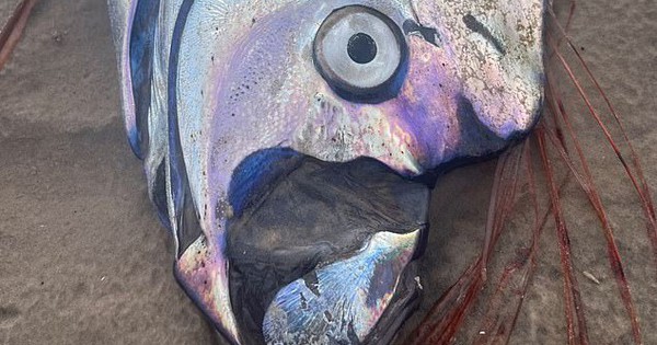 "Cá tận thế" siêu hiếm dạt vào bờ biển Úc 3 1749098782939598277301 1749113062684 17491130628251566997924 62 0 458 634 crop 1749113085558898698469jpeg