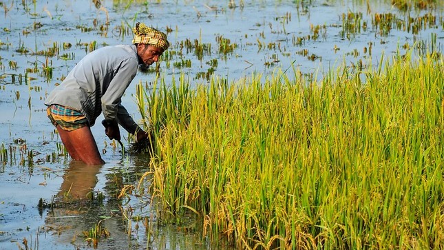 Biến đổi khí hậu có thể làm tăng thạch tín trong gạo- Ảnh 3. Biến đổi khí hậu có thể làm tăng thạch tín trong gạo- Ảnh 3.