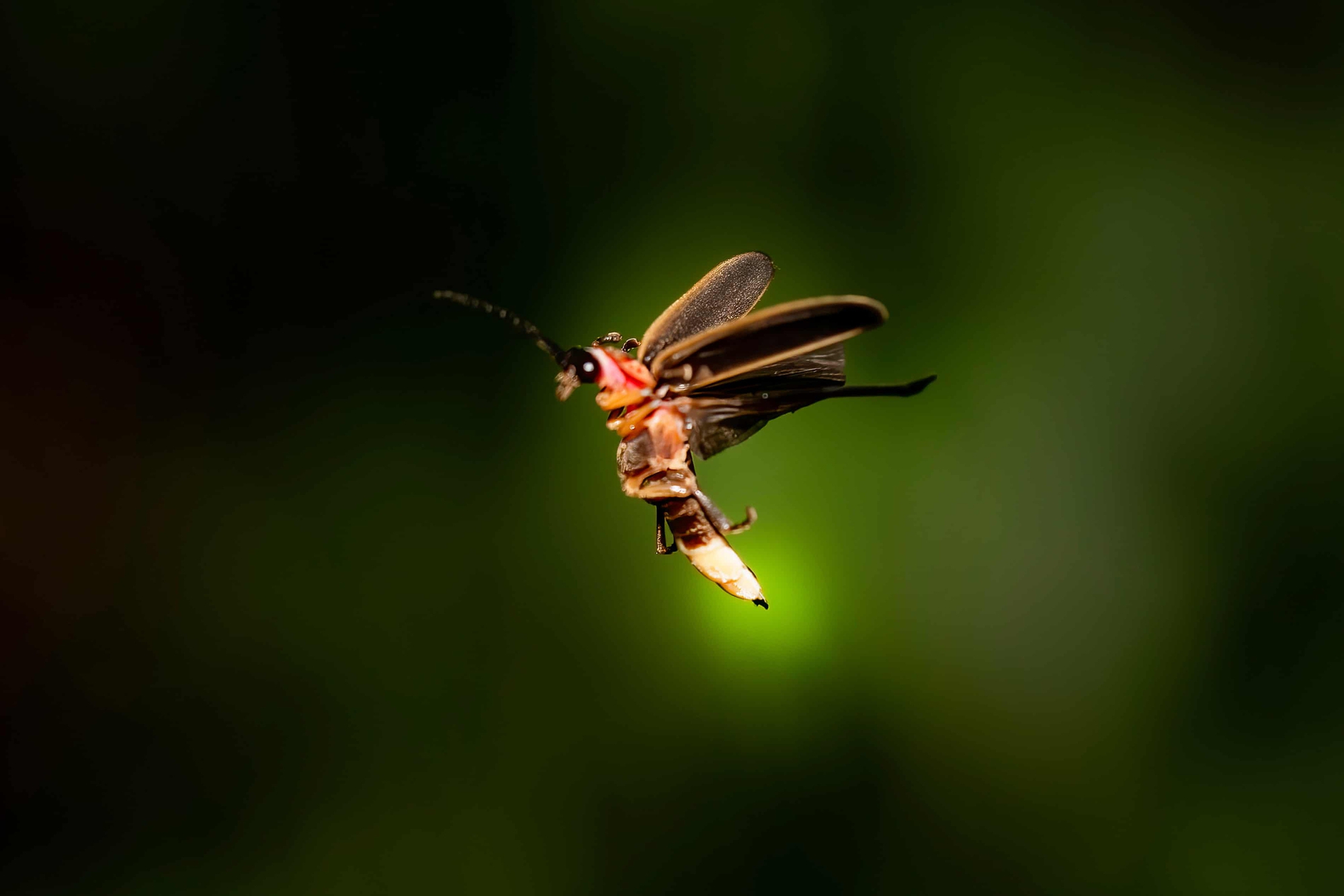 Đom đóm chưa hề tuyệt chủng hoàn toàn và chúng có thể quay trở lại- Ảnh 3.