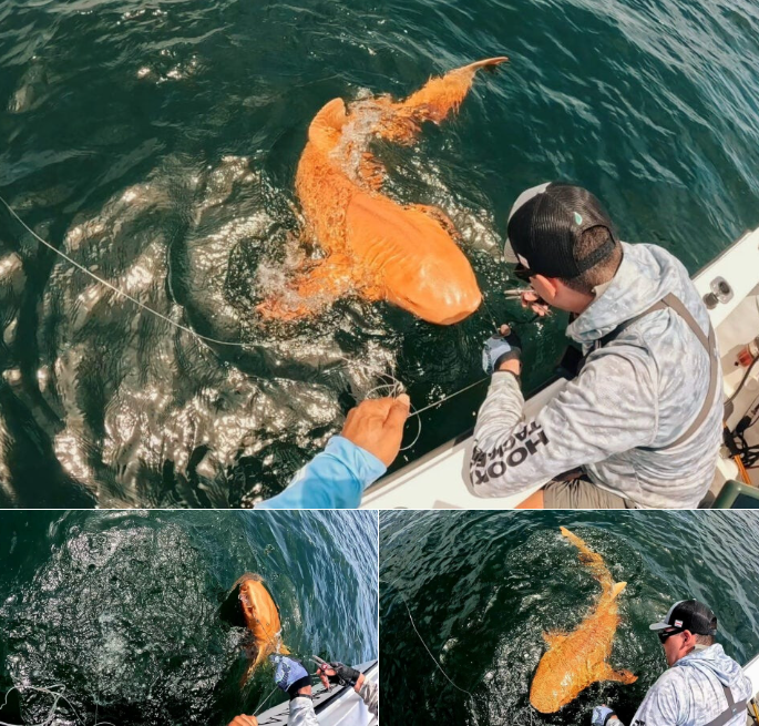 Bắt được cá mập màu cam cực hiếm ngoài khơi Costa Rica- Ảnh 2.