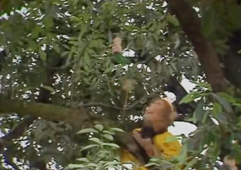 Bí mật đằng sau hành động nuốt chửng quả nhân sâm của Trư Bát Giới- Ảnh 2.