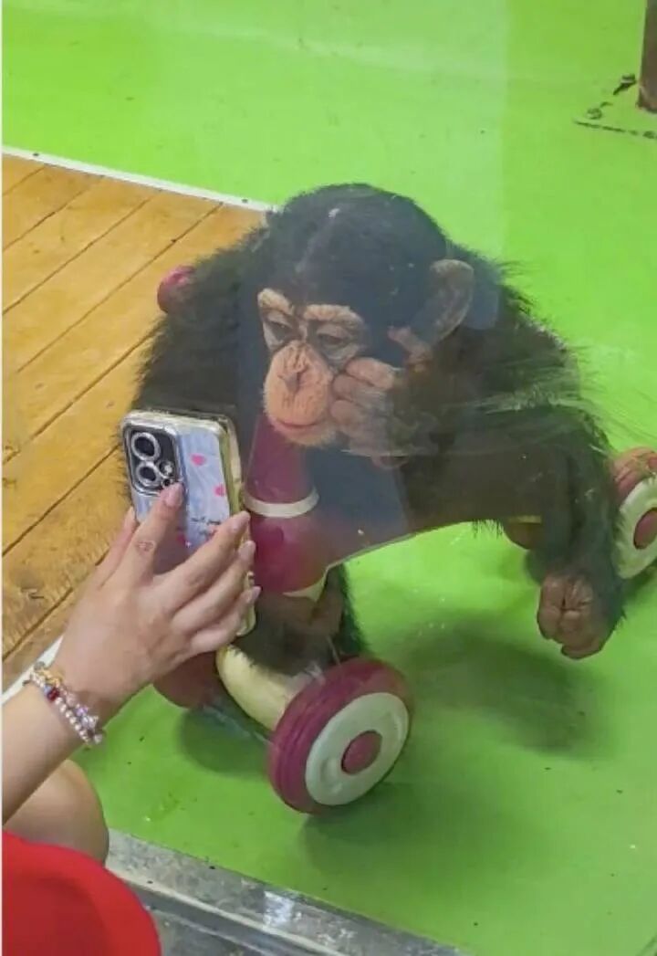 Tinh tinh 2 tuổi “nghiện” điện thoại, vườn thú phải phát đi cảnh báo khẩn- Ảnh 1. Tinh tinh 2 tuổi “nghiện” điện thoại, vườn thú phải phát đi cảnh báo khẩn- Ảnh 1.