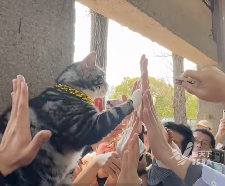 Chú mèo gây sốt dân mạng ở Trung Quốc, nhiều người xếp hàng để được gặp- Ảnh 2. Chú mèo gây sốt dân mạng ở Trung Quốc, nhiều người xếp hàng để được gặp- Ảnh 2.