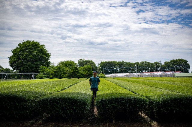 Nông dân trồng trà ở Nhật Bản kiệt sức trước xu hướng