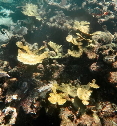 Hơn 80% rạn san hô toàn cầu bị tẩy trắng sau thảm họa nghiêm trọng chưa từng có- Ảnh 1.