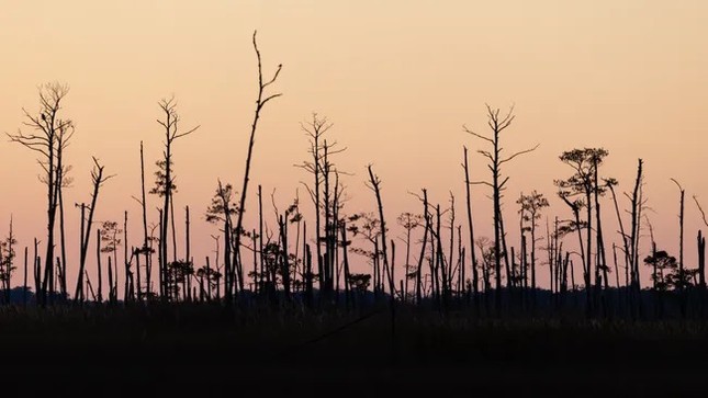 Rừng ma đang phát triển khi mực nước biển dâng- Ảnh 1.