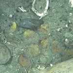 Tiết lộ mới về những đồng tiền vàng từ 'vụ đắm tàu' khủng nhất thế giới' 4 883 5106jpg 1749651271971 1749651272185556844814