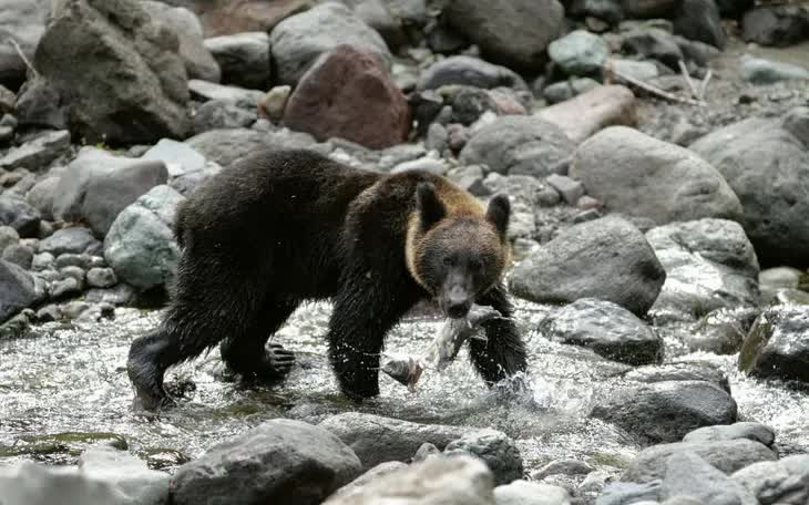 Một con gấu nâu săn cá hồi trên sông Shiretoko ở Hokkaido, Nhật Bản. (Ảnh: Kimimasa Mayama/EPA)