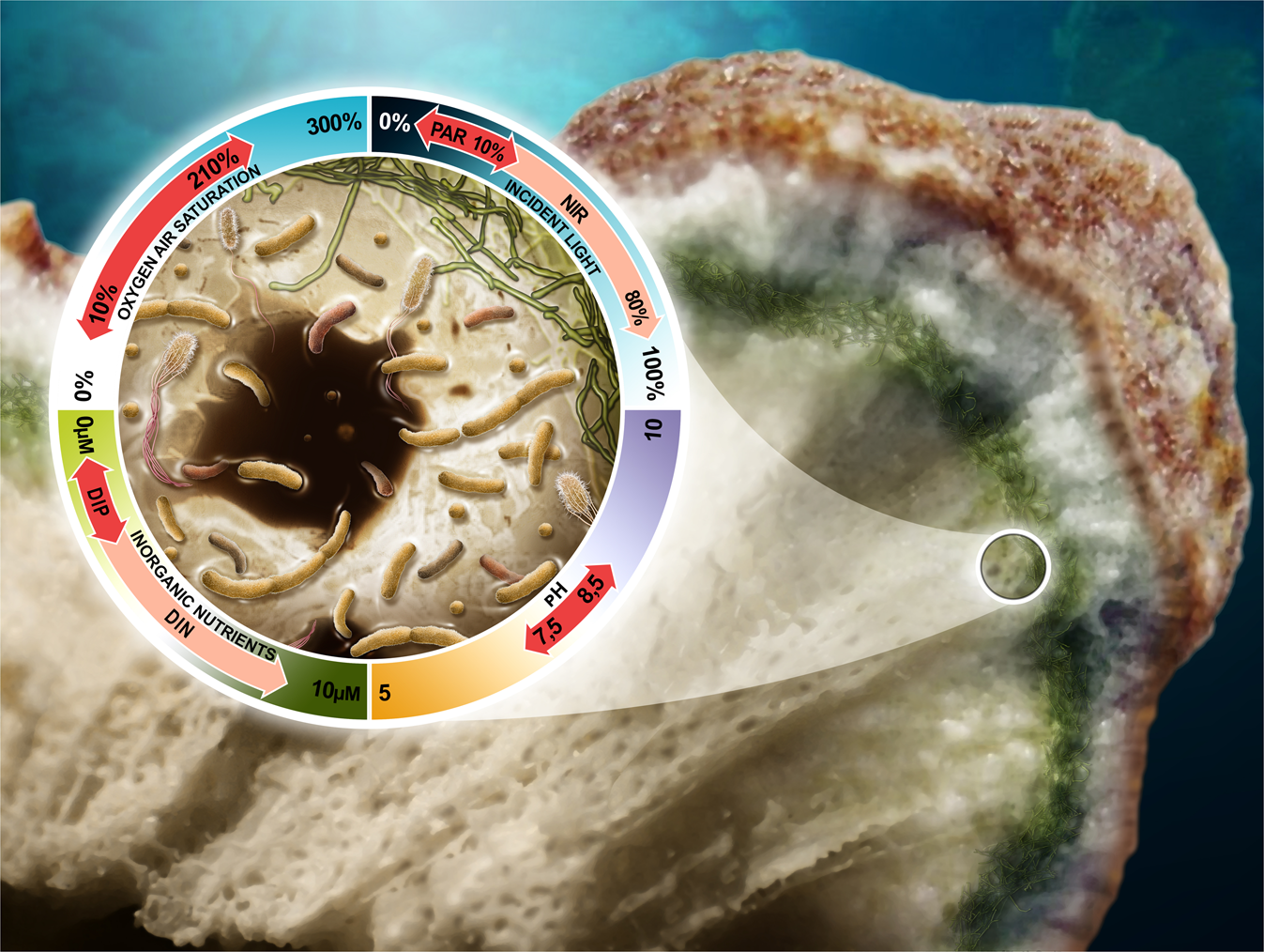 Phát hiện một dạng sống chưa từng được biết đến tại châu Phi- Ảnh 4.