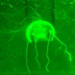 Trung Quốc phát triển robot 'tàng hình' để thăm dò vùng biển sâu 46bafa6d f37f 4026 bd31 30c6e2a63d9e 1761816333201 17618163335861315246567