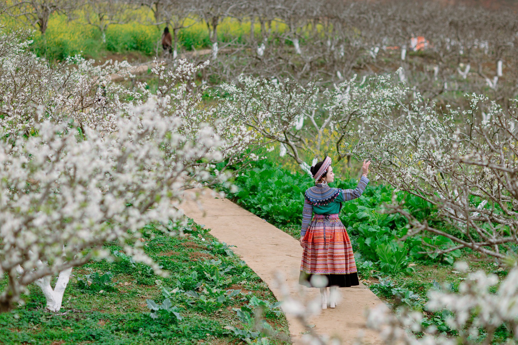 476436033_9690415904325661_8468166776236898692_n-1739255676-536-width2048height1365 Thiếu nữ khoe sắc xuân giữa khung cảnh tuyệt đẹp Bắc Hà - 3