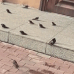 Sự chậm trễ của mùa thu 481 1761628352812 17616283529621447655811 1761638031933 1761638032517684457905 0 30 233 403 crop 1761638052203481481051gifpng