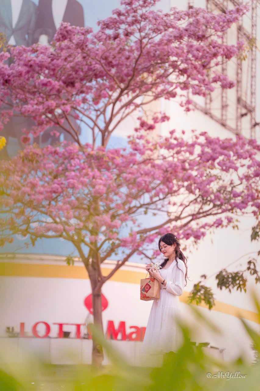 481078183_1039174998245932_4073203857602235743_n-1742262444-936-width853height1280 Nàng thơ đẹp lãng mạn giữa sắc hoa kèn hồng Biên Hòa - 3