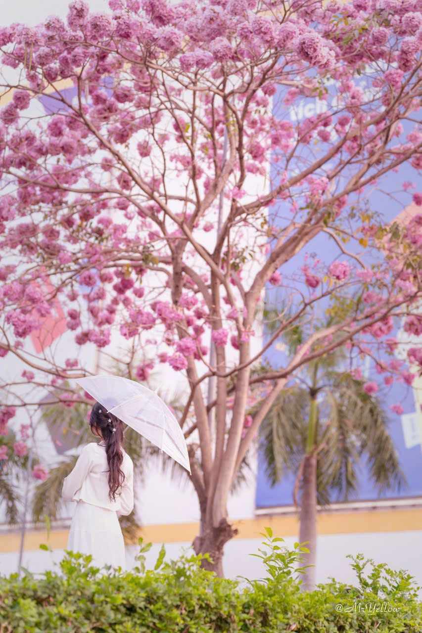 481807611_1039175078245924_7816321251011179882_n-1742262302-601-width853height1280 Nàng thơ đẹp lãng mạn giữa sắc hoa kèn hồng Biên Hòa - 2