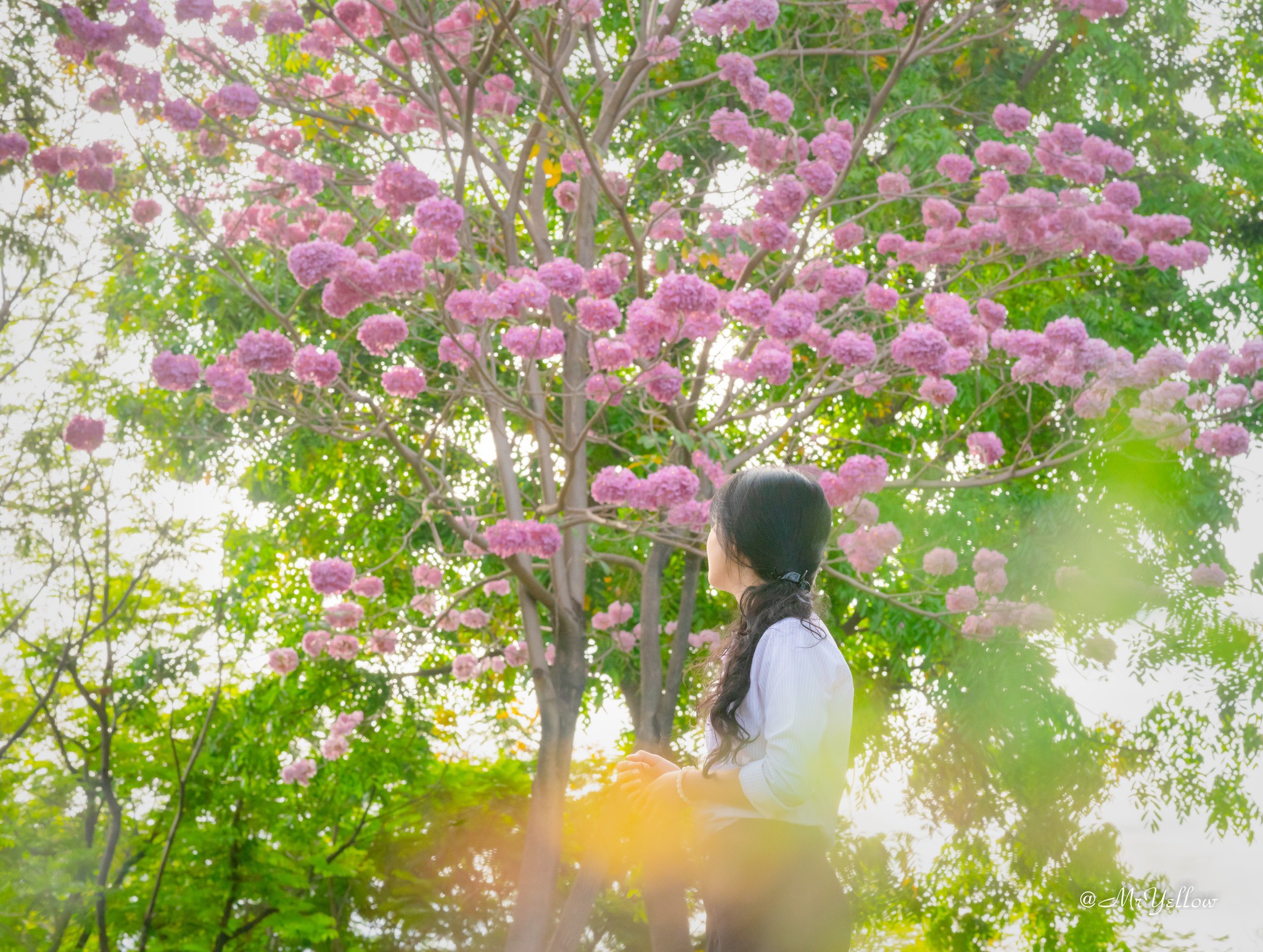 482065636_1286186305813552_5456417398190689109_n-1742264761-393-width2048height1544 Nàng thơ đẹp lãng mạn giữa sắc hoa kèn hồng Biên Hòa - 10